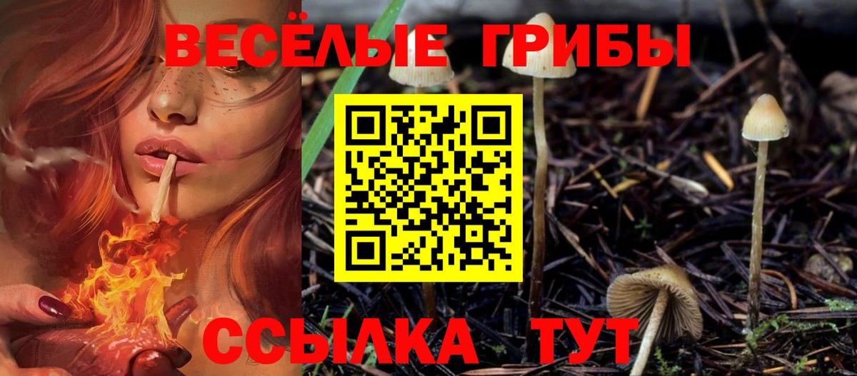 Хасавюрт  Галлюциногенные грибы Psilocybe  Вход с VPN 